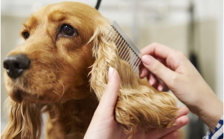 Best Grooming Tools for Dogs - Hashtag Magazine