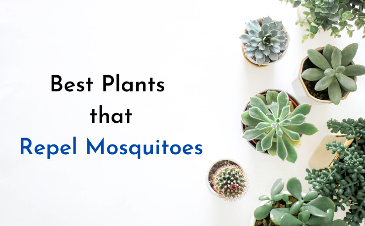 Best Plants that repel mosquitoes - Hashtag Magazine