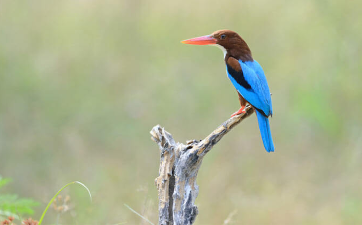 Popular Bird Sanctuaries In India - Hashtag Magazine