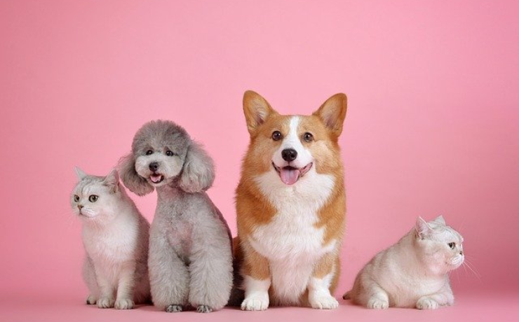 Popular Pet Trends Of 202 - Hashtag Magazine