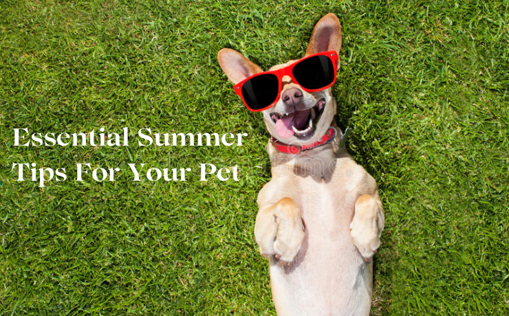 Essential Summer Tips For Your Pet - Hashtag Magazine