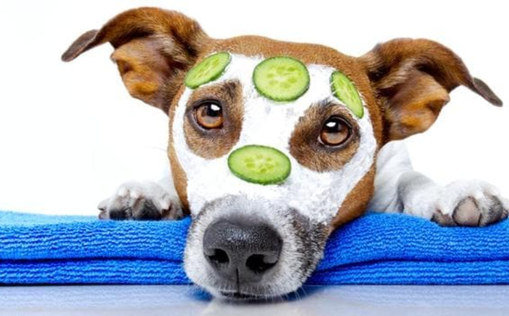 Essential Summer Tips For Your Pets - Hashtag Magazine