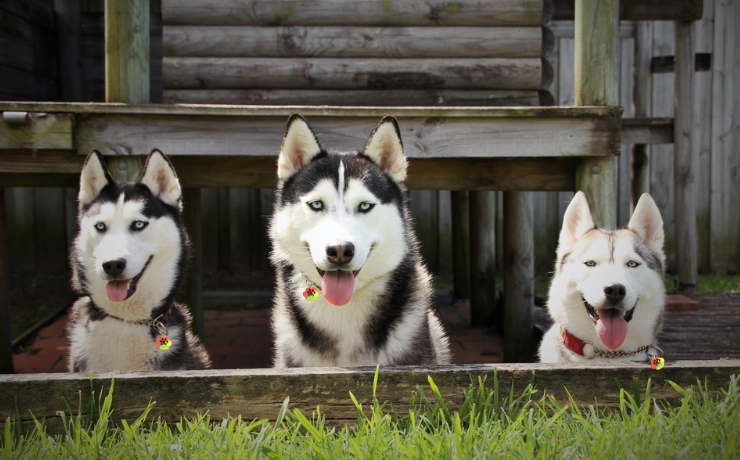 Pawsome Eats The Best Pet-Friendly Cafes In India - Hashtag Magazine