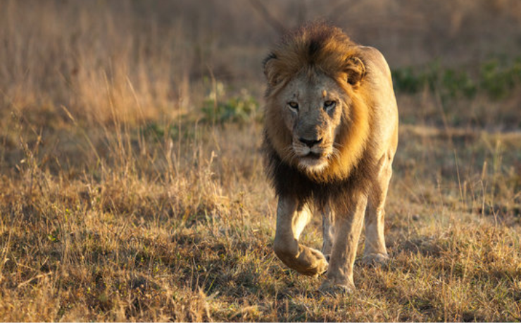 Wild Wonders Of India The Top Wildlife Reserves - Hashtag Magazine