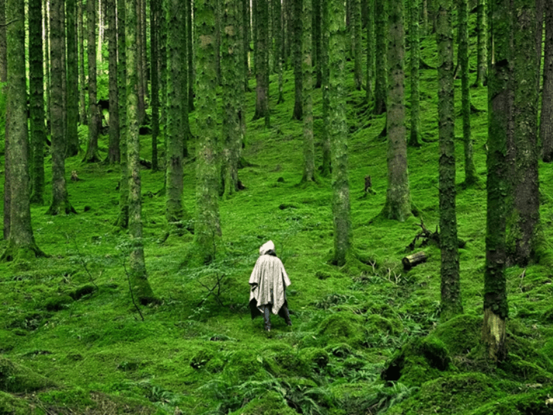 Into The Wild: India’s Most Enchanting Forest Vacations
